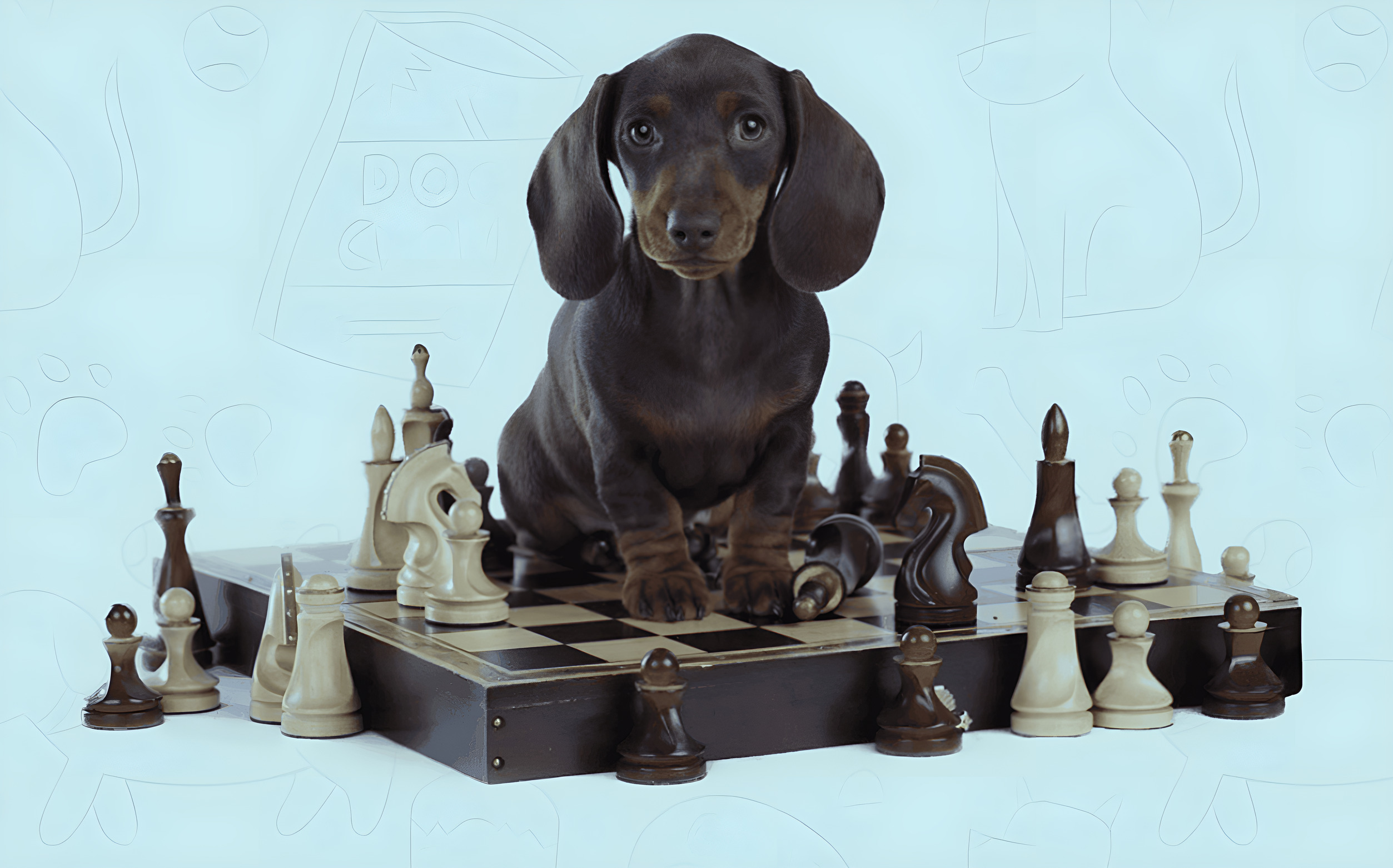 Brain Training For Dogs Complete Review
