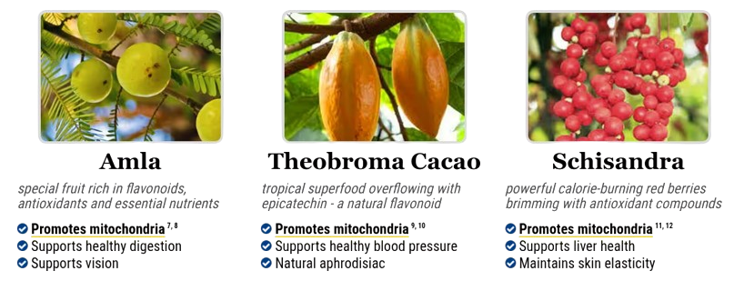 Ingredients in Mitolyn