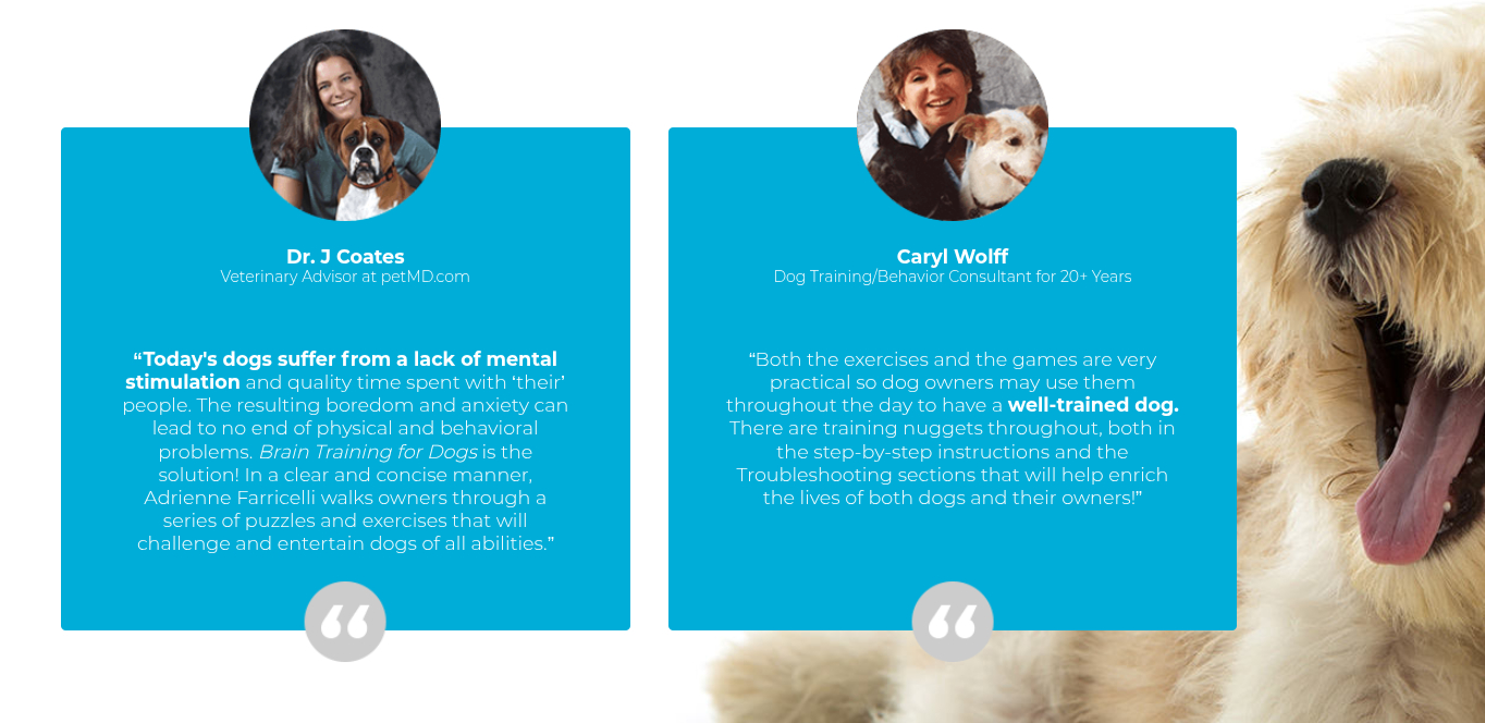 Tips for Successful Brain Training with Your Dog