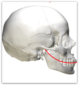 The Science behind the Reviv Mouthguard