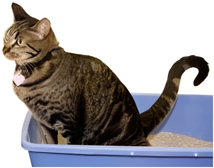The Benefits of Using Cat Spraying No More