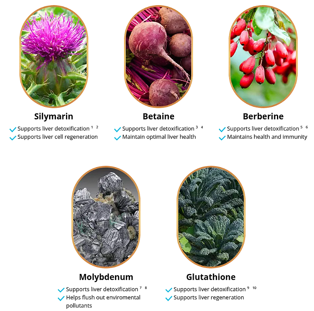 The Ingredients and How They Work