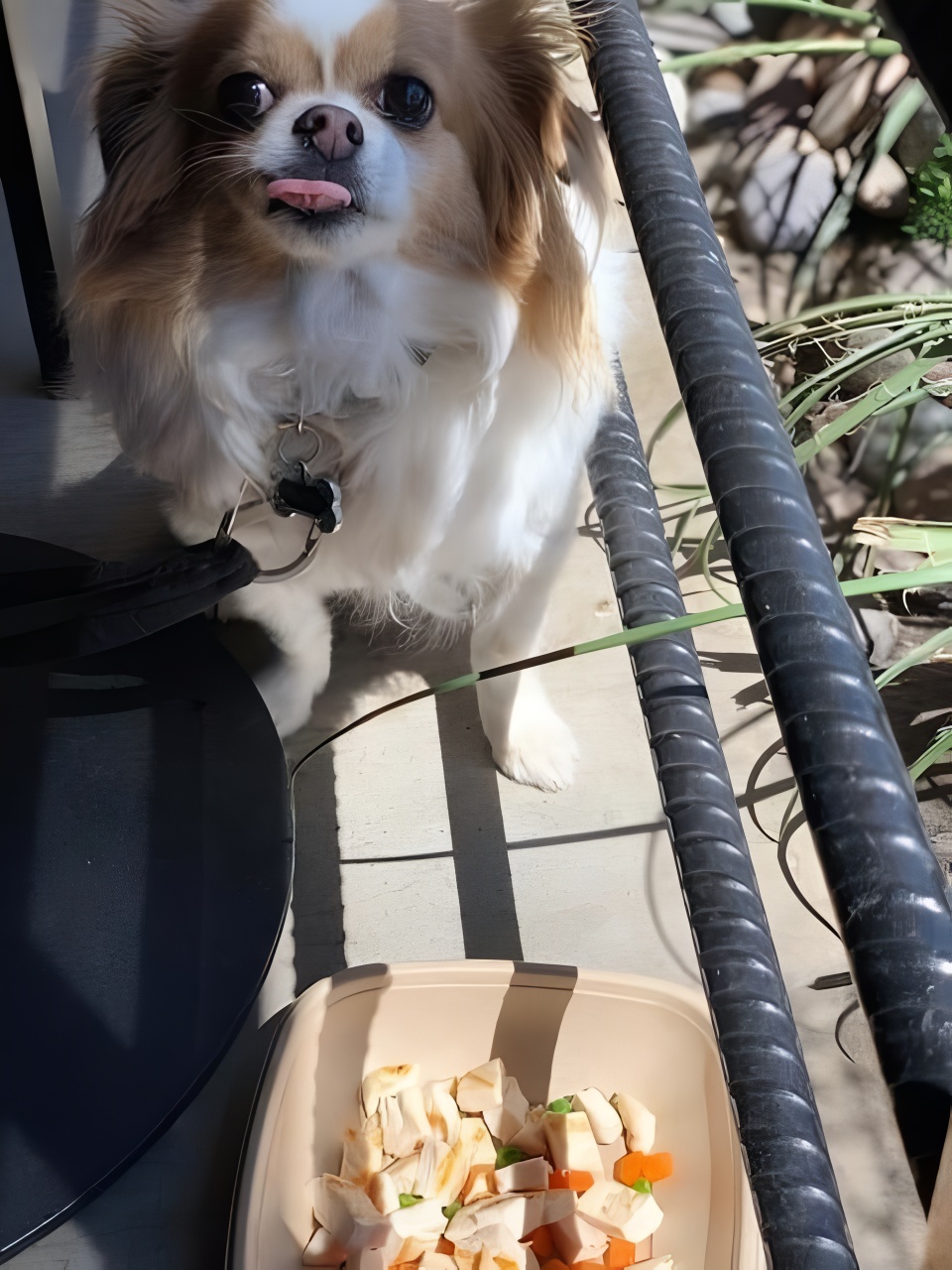 Real Food For Dogs Cookbook Customer Reviews and Testimonials